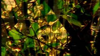 Costa Rica Chillout. Golfo Dulce Forest Reserve