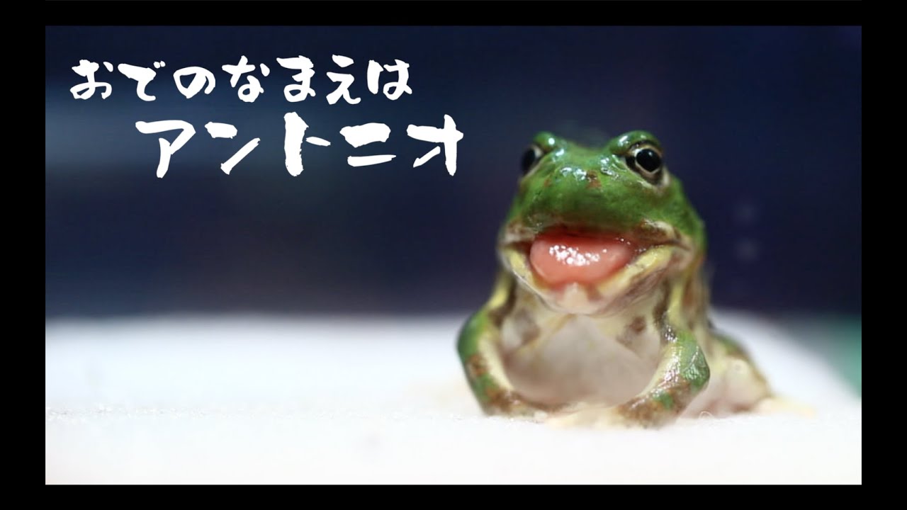 オデのなまえはアントニオ