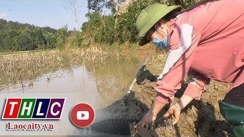 Nuôi cá chép ruộng: Từ truyền thống thành hướng phát triển kinh tế hiệu quả ở Khánh Yên Hạ| THLC