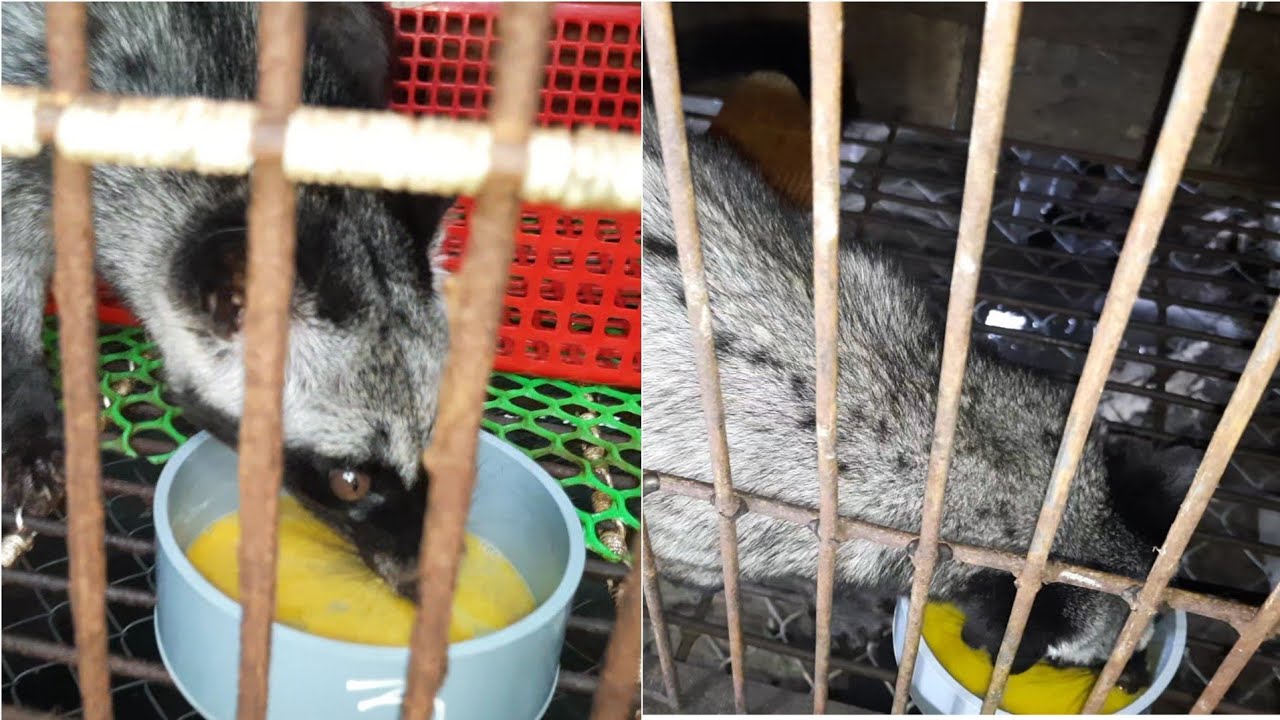 Bí quyết cho CHỒN lên giống cực mạnh, khả năng phối đạt cao mà bạn chưa biết| Tập 242