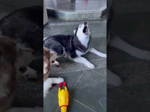 Vídeo: Os huskies ficam cegos pela neve?
