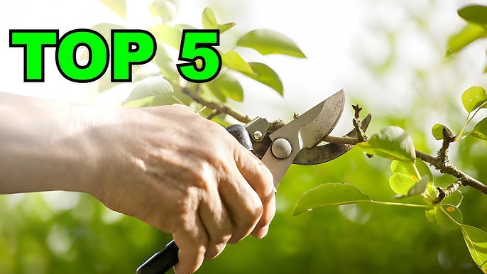 Top 3 des meilleurs secateurs électriques - PotagerFruitier - Tout sur la  culture des légumes & arbres fruitiers