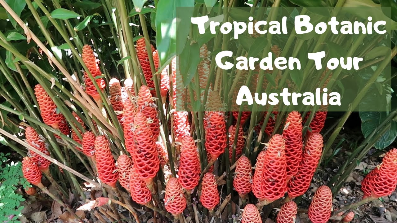 Tropical Botanic Garden Tour - Darwin Australia (Part 1)