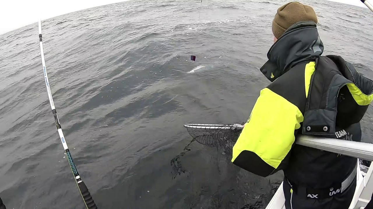 Łososie - Hel 2019 - Soft-Baits Fishing Team