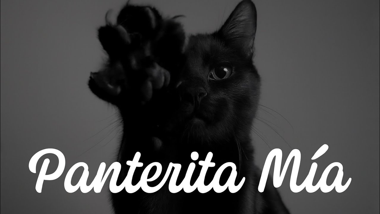 Mi gato negro no es mala suerte… es mi bendición más hermosa 🐈‍⬛✨