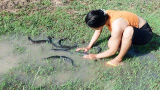 It's time to find fish in rice field after big raining, I am fishing