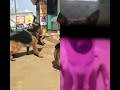 Powerful Strong Aggressive German shepherd Dog #viralshorts #viral #pets #dog #cool #germanshepherd