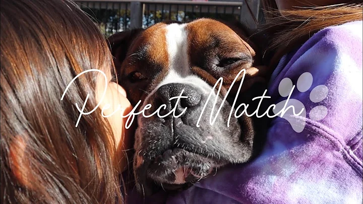 Perfect Match: A Dog Adoption Documentary