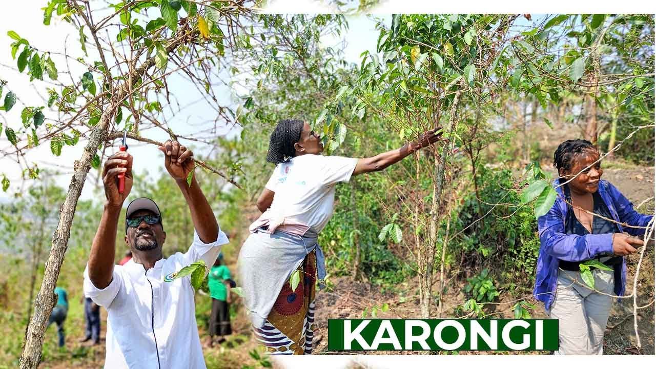 MENYA UBUHINZI BWA KAWA/ GUSAZURA KAWA  NO KUZIKORERA BYONGERA UMUSARURO//KAWA MU MYAKA 30 ISHIZE...