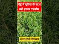 गेहूं की सिंचाई के बाद कौन-कौन से खादें डालें 🌱