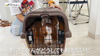 【どうしても飼えない】飼い主と共にやってきたビーグル犬