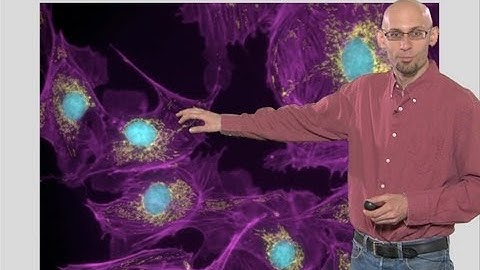 Microscopy: Introduction to Digital Images (Kurt Thorn)