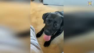 🖕🐕 Epic Furry Fails: Watch These PETS Go Wild on Camera! 🖕🐕