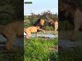 Lion Fight Tswalu Vs Tshimega Madikwe
