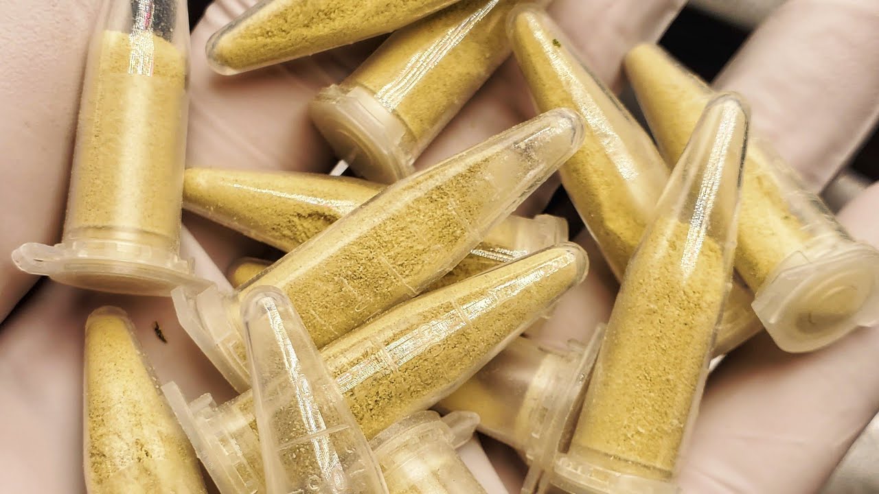 Jutro zapylanie - backcross moich odmian