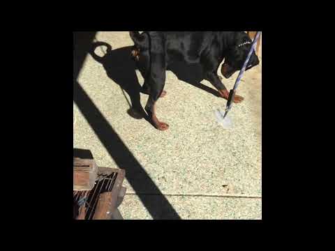 How to entertain a Rottweiler | Random video