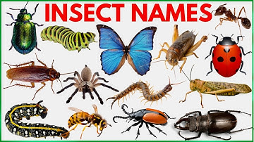 Insects Name | Learn 25 Insects Names for Kids  in English | Names of insects | #insects