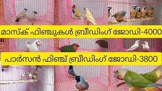 ചുവന്ന മുഖം തത്ത ഫിഞ്ച് ബ്രീഡിംഗ് ജോഡി-9500 #finches #birds #aviary #golden finches