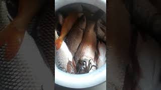 Fish From The Pond, Katal Aah