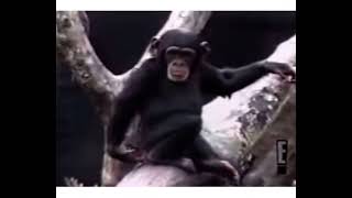Classic Monkey Sniffing Butt Finger #monkey #chimpanzee