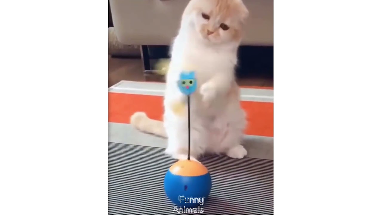 Best Funny Pet Videos Of The Cute 😹 Cats And 🐶 Dogs Reactions YouTube