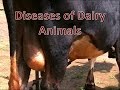 Diseases of Dairy Animals