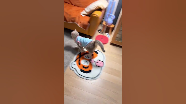 别那么开心 明天就要上班了 #猫猫我呀起飞了 #猫咪的迷惑行为 #神奇动物在抖音 #萌宠出道计划 #谁家小猫咪精力这么旺盛