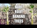 Planting Bare Root Banana Trees On Our Off Grid Hawaii Property!!!