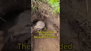 5 Cool Facts About Coyotes 😲 | Crazy Facts | Amazing Facts | Cute Animal Facts