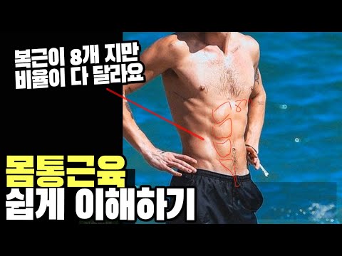 상체근육 이것만 알고 가세요 / 기초반쌤