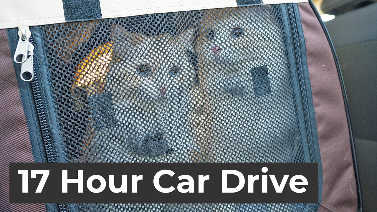 How to Travel Long Distance With a Cat in the Car – Tips That Actually Work | The Cat Butler — The Cat Butler (video thumbnail)