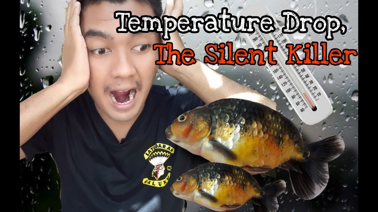 Cara Tangani Ikan Mas Koki yang Terkena Gangguan Karena Suhu Air Turun