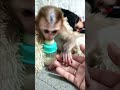 Gentle Baby Chaly In Night #monkey #baby #cute #animals #funny #shorts