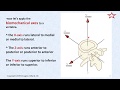 Biomechanics of the Motion Segment: Just the Basics: Week #10, Spinal Anatomy, Winter, 2020