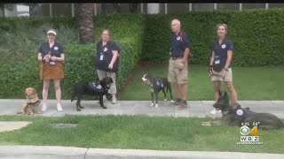 Specially Trained Comfort Dogs Help Families, First Responders At Florida Condo Collapse