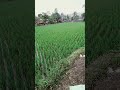 inilah Rizki orang yang di jamin Allah,semoga kita semuanya ada di dalamnya Aamiin pemandangan sawah