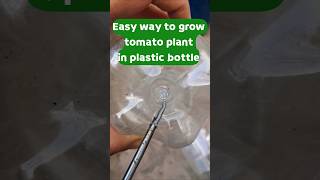 Easy way to grow tomato plant in plastic bottle #shorts #GardeningCare
