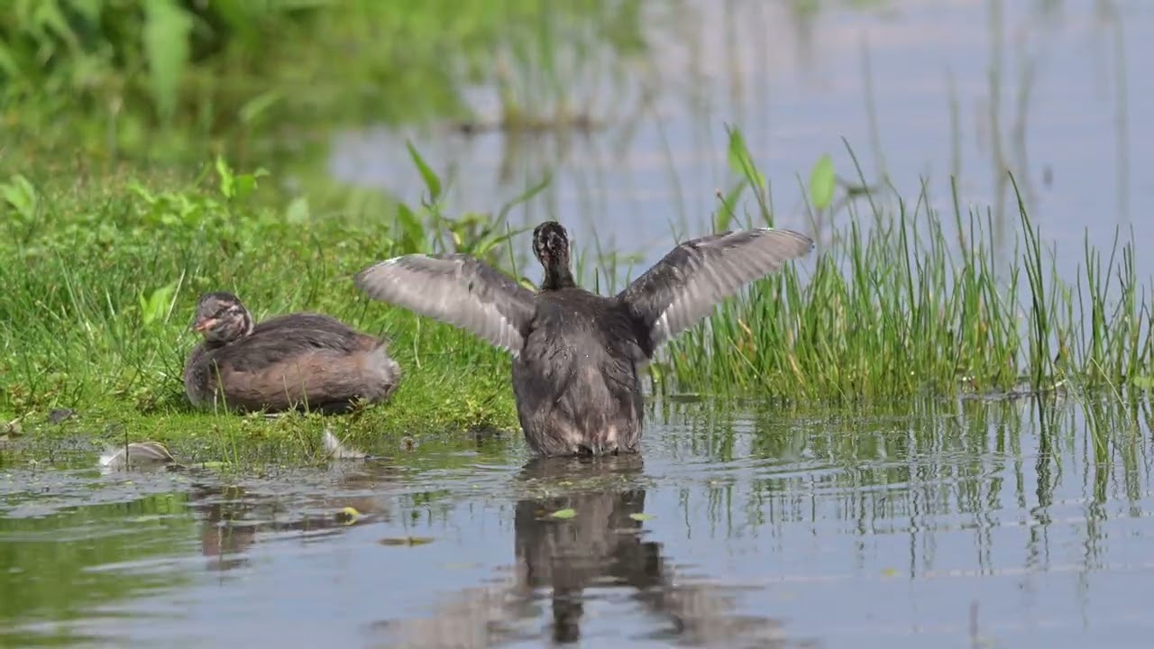Smådopping Trönnige ängar filmad under 2025