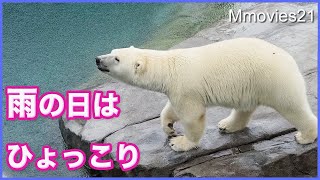 ひょっこりホッキョクグマ 雨の散歩と新スタイル Polar Bears Life in rain