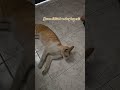 #cat ##kitten #pets #petlover #angry #catcat