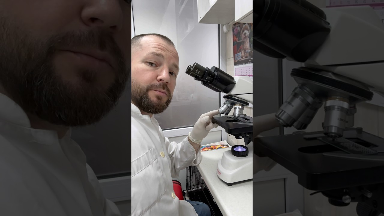 И снова ОТОДЕКТОЗ (Ушная чесотка)