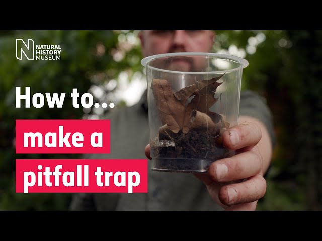 Pitfall Insect Trap - Teach Beside Me