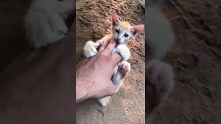 Charming Cat Pet part 17#Short