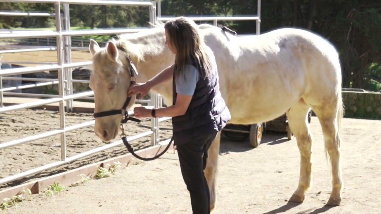 Releasing tension in the horse's jawline groove YouTube