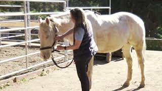 Releasing tension in the horse's jawline groove