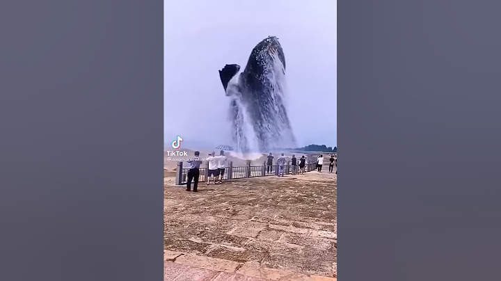 حوت مخيف جدا يضهر فجأه من الماء على الشاطئ