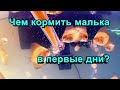 Чем кормить мальков? Стартовые корма для малька икромечущих рыб.