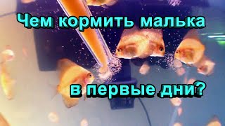 Чем кормить мальков? Стартовые корма для малька икромечущих рыб.