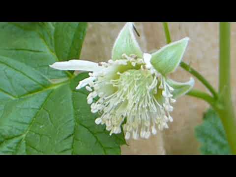 Raspberries   - Rubus idaeus -  Long Cane &rsquo;Glen Ample&rsquo;  -   Hindiber - Matjurtir - Berjarækt