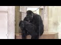 Shabani シャバーニ Gorilla families are close. ゴリラの家族は なかよし。キヨマサ、アニー、アイ、ネネ Kiyomasa Nene Ai Annie - #25